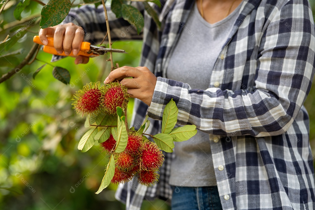 Colheita de Mulher inteligente Farmer em frutas de orgânicas.