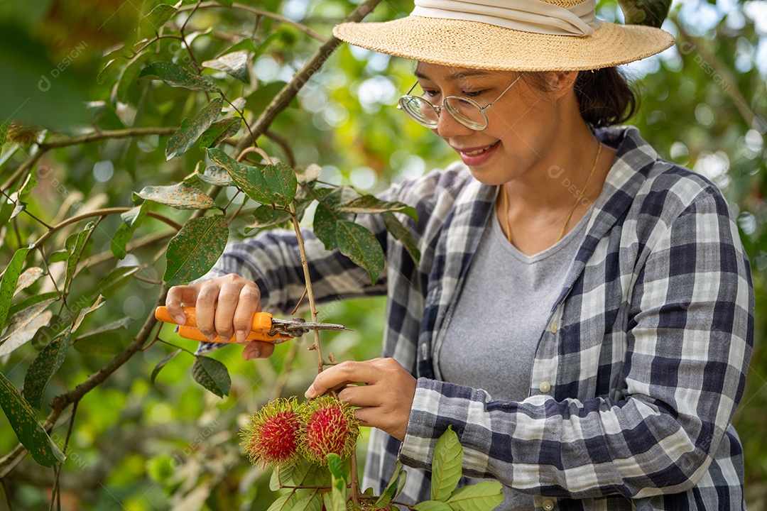 Colheita de Mulher inteligente Farmer em frutas de orgânicas.