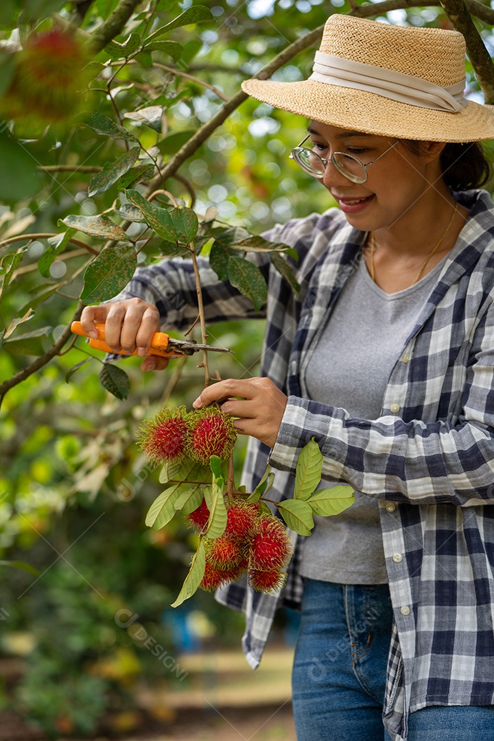 Colheita de Mulher inteligente Farmer em frutas de orgânicas.