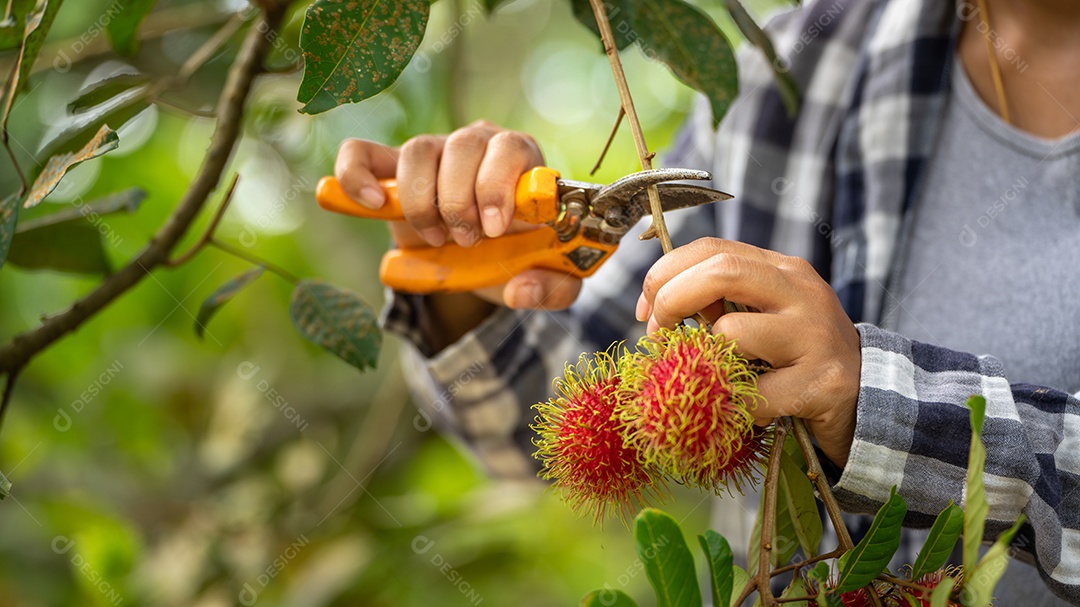 Mulher agricultora da Ásia Agricultor de frutas Agricultor verificando a qualidade do produto.