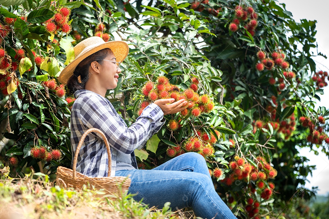 Mulher agricultora da Ásia Agricultor de frutas Agricultor verificando a qualidade do produto.