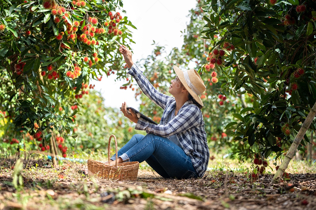 Mulher agricultora da Ásia Agricultor de frutas Rambutan Agricultor verificando a qualidade do produto.