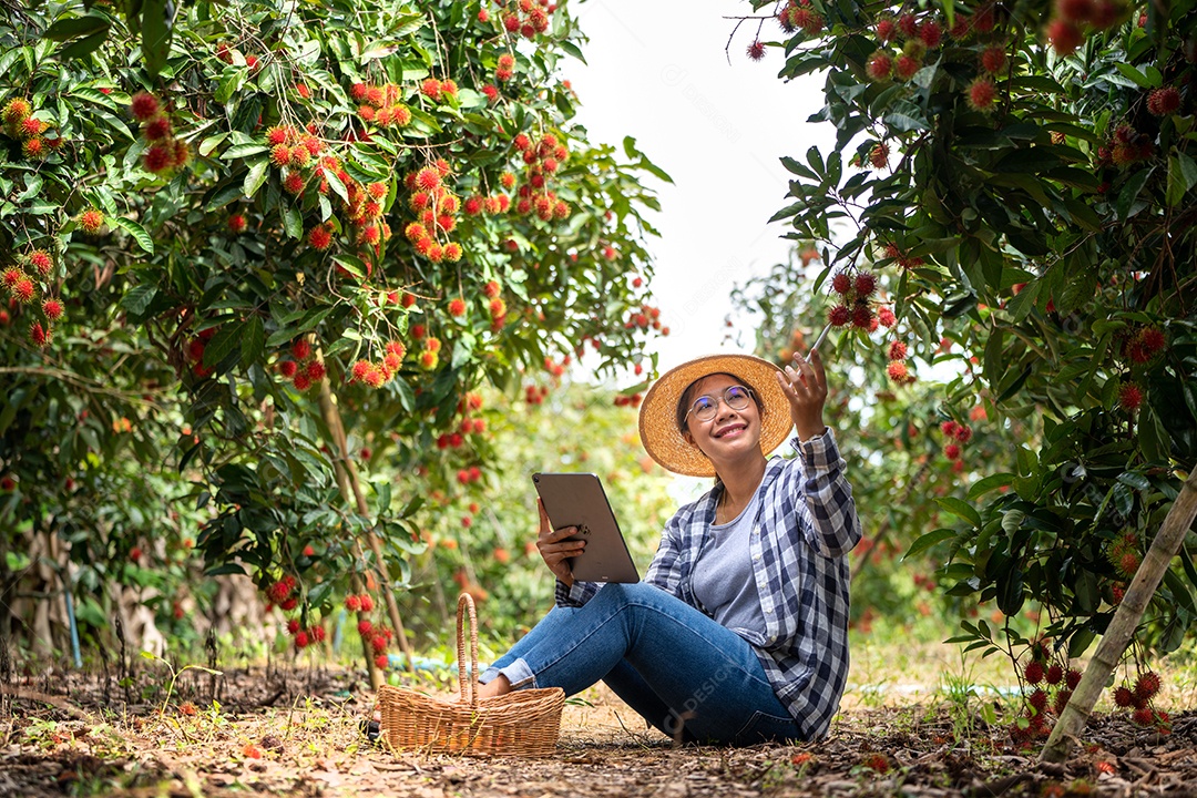 Mulher agricultora da Ásia Agricultor de frutas Agricultor verificando a qualidade do produto.