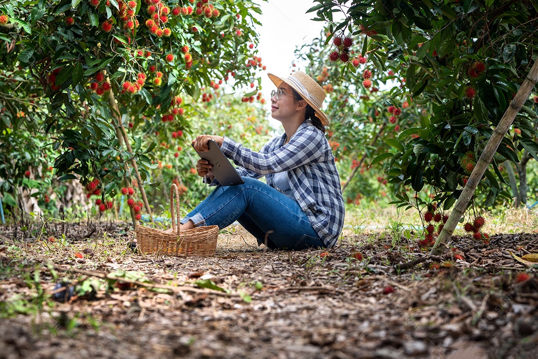 Mulher agricultora da Ásia Agricultor de frutas Agricultor verificando a qualidade do produto.