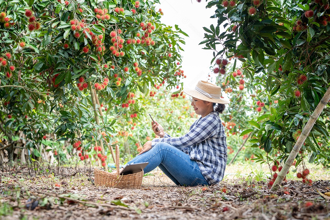 Mulher agricultora da Ásia Agricultor de frutas Agricultor verificando a qualidade do produto.