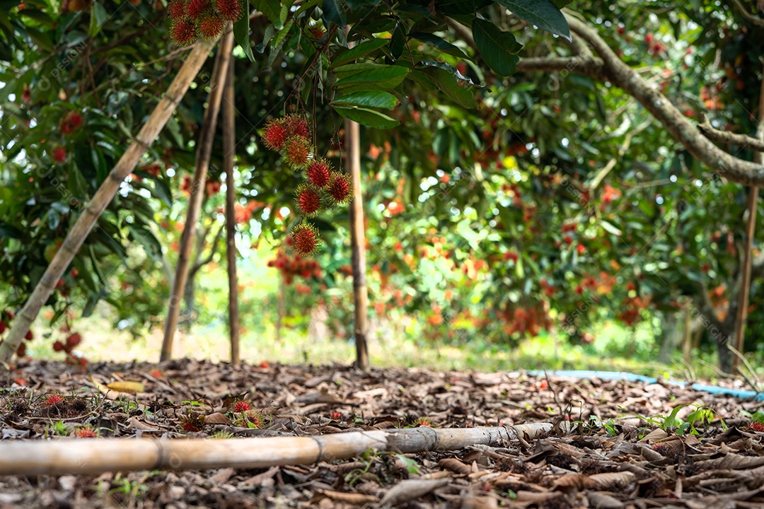 A fruta vermelha bonita do fresco está na árvore.