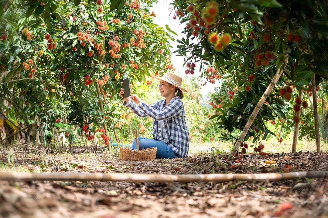 Mulher agricultora verifica grãos de café arábica com tablet agricultor.