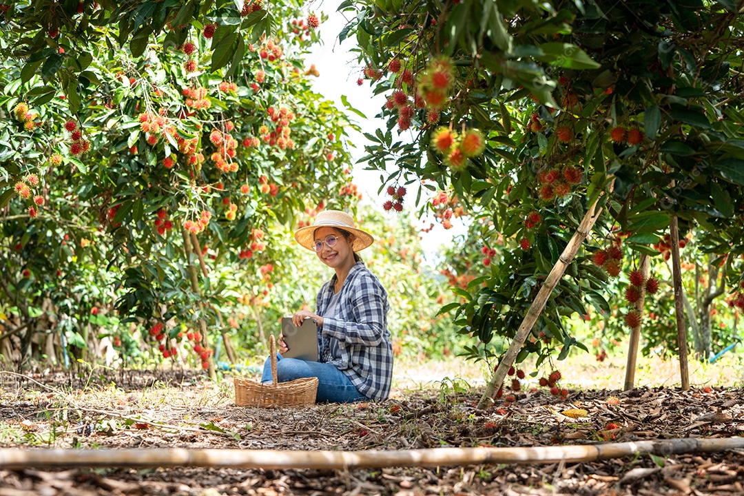 Mulher agricultora verifica grãos de café arábica com tablet agricultor.