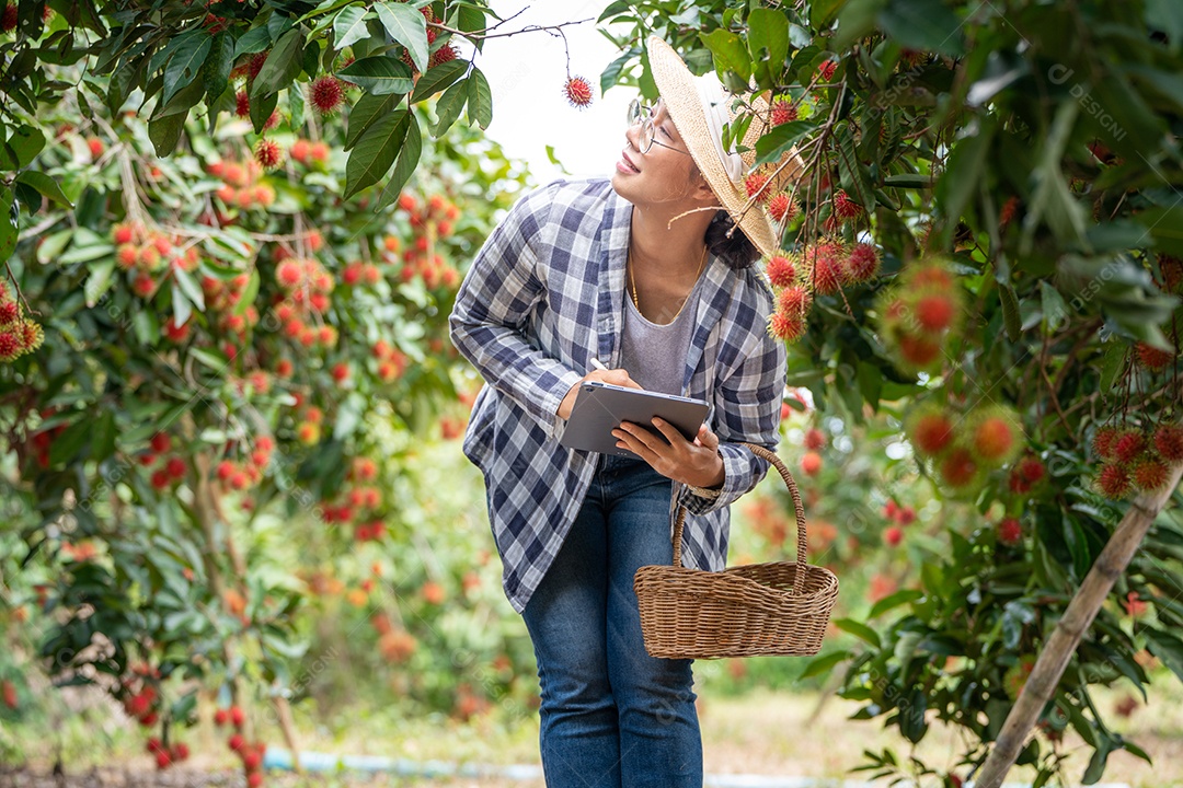 Farmer woman checks arabica coffee beans with tablet farmer.