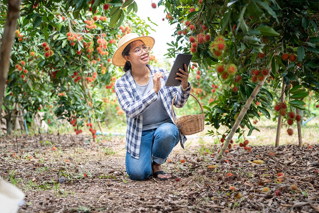 Mulher agricultora verifica grãos de café arábica com tablet agricultor.