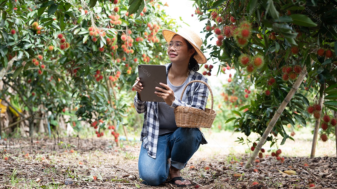 Mulher agricultora da Ásia Agricultor de frutas Rambutan Agricultor verificando a qualidade do produto