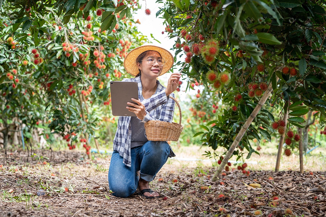 Mulher agricultora verifica grãos de café arábica com tablet agricultor.