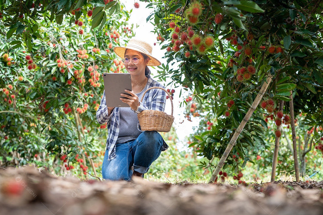 Mulher agricultora verifica grãos de café arábica com tablet agricultor.