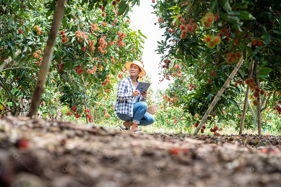 Mulher agricultora verifica grãos de café arábica com tablet agricultor.