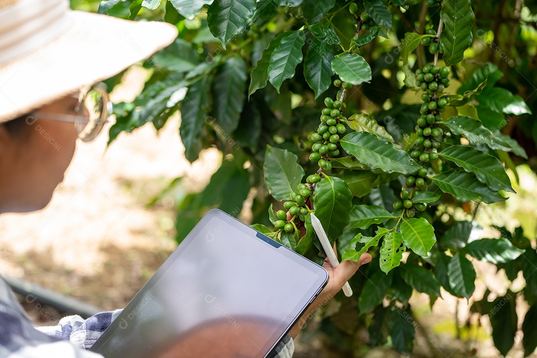 Mulher agricultora verifica grãos de café arábica com tablet agricultor.