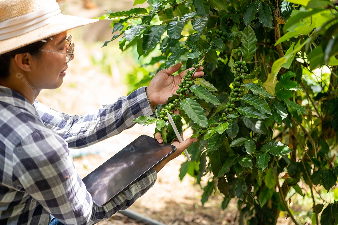 Mulher agricultora verifica grãos de café arábica com tablet agricultor.