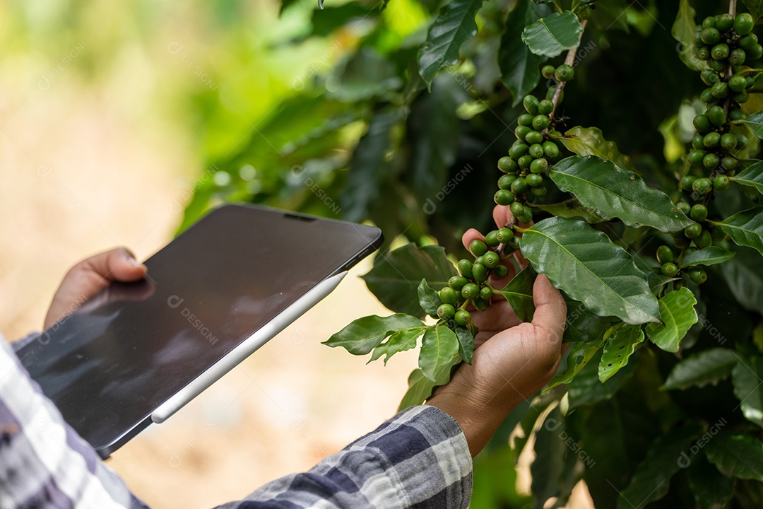 Mulher agricultora verifica grãos de café arábica com tablet agricultor.