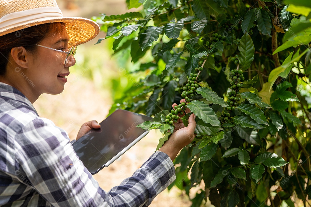 Farmer woman checks arabica coffee beans with tablet farmer.