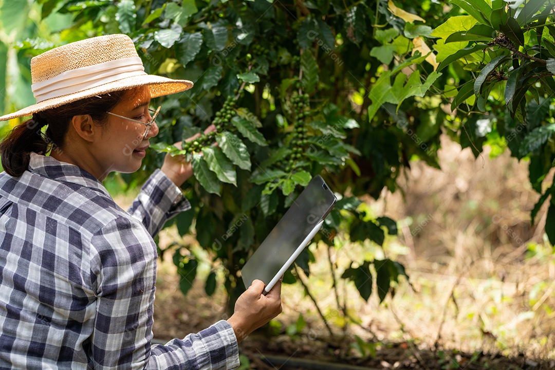Mulher agricultora verifica grãos de café arábica com tablet agricultor.