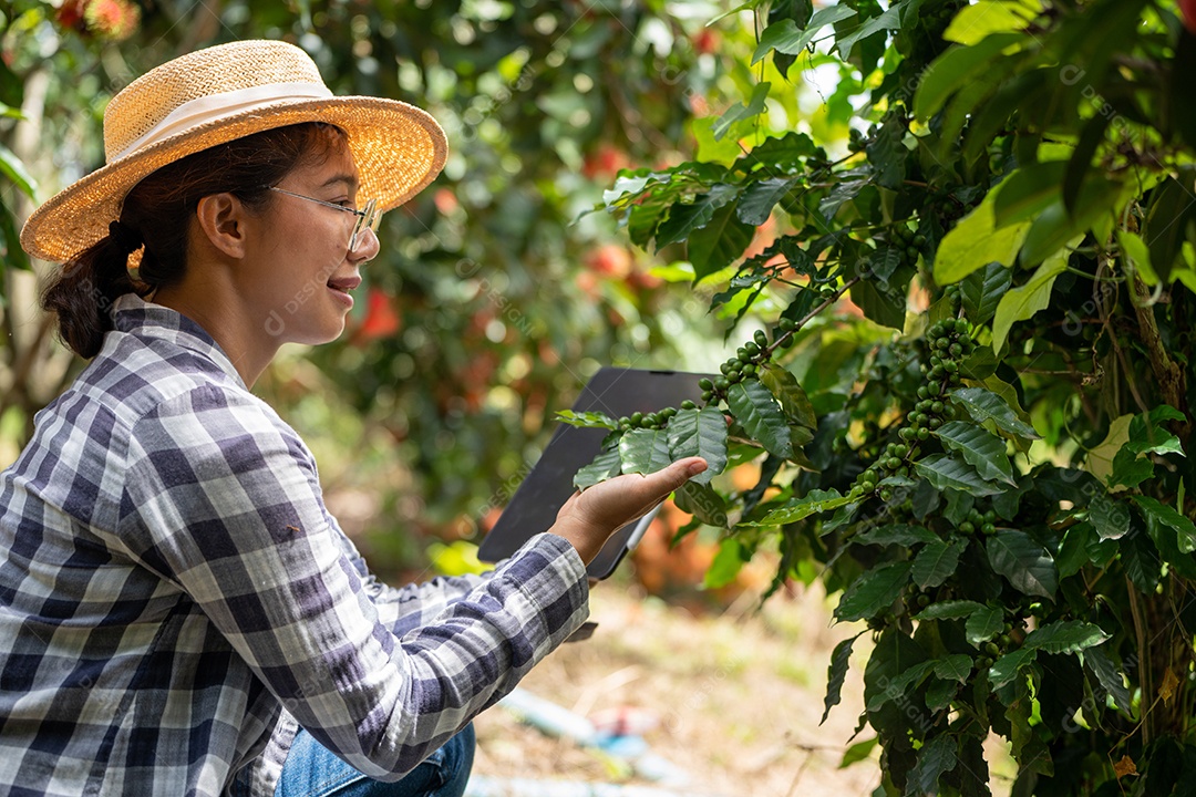 Mulher agricultora verifica grãos de café arábica com tablet agricultor.