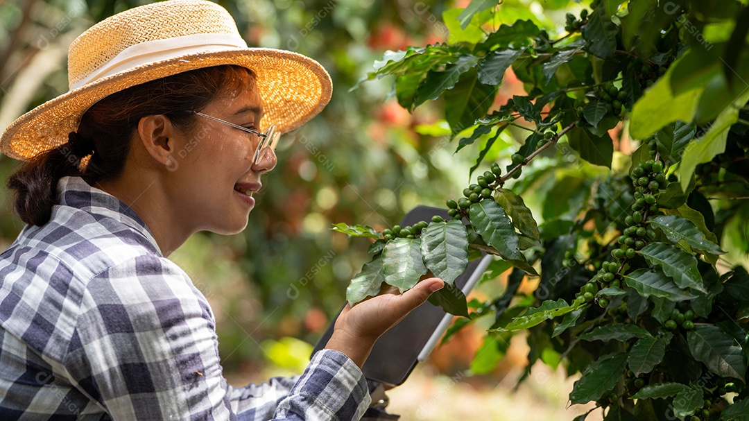 Mulher agricultora verifica grãos de café arábica com tablet agricultor.