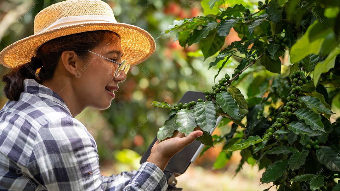Mulher agricultora verifica grãos de café arábica com tablet agricultor.