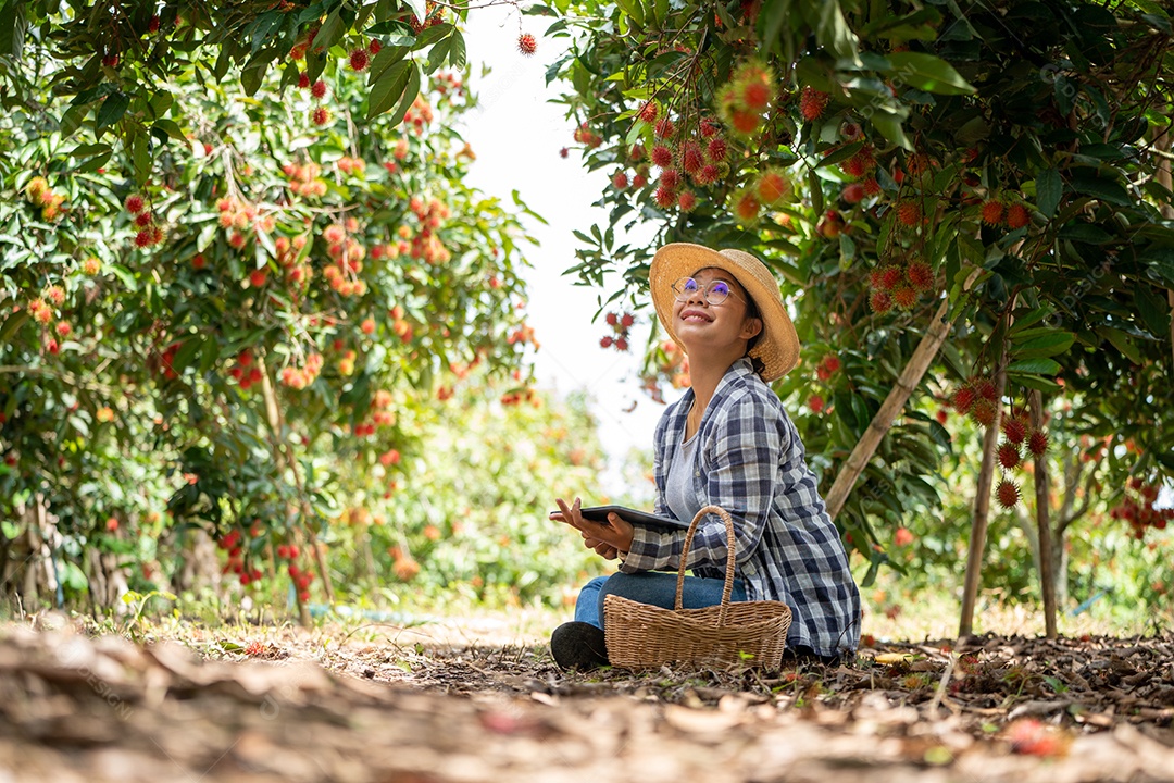 Mulher agricultora da Ásia Agricultor de frutas Agricultor verificando a qualidade do produto.