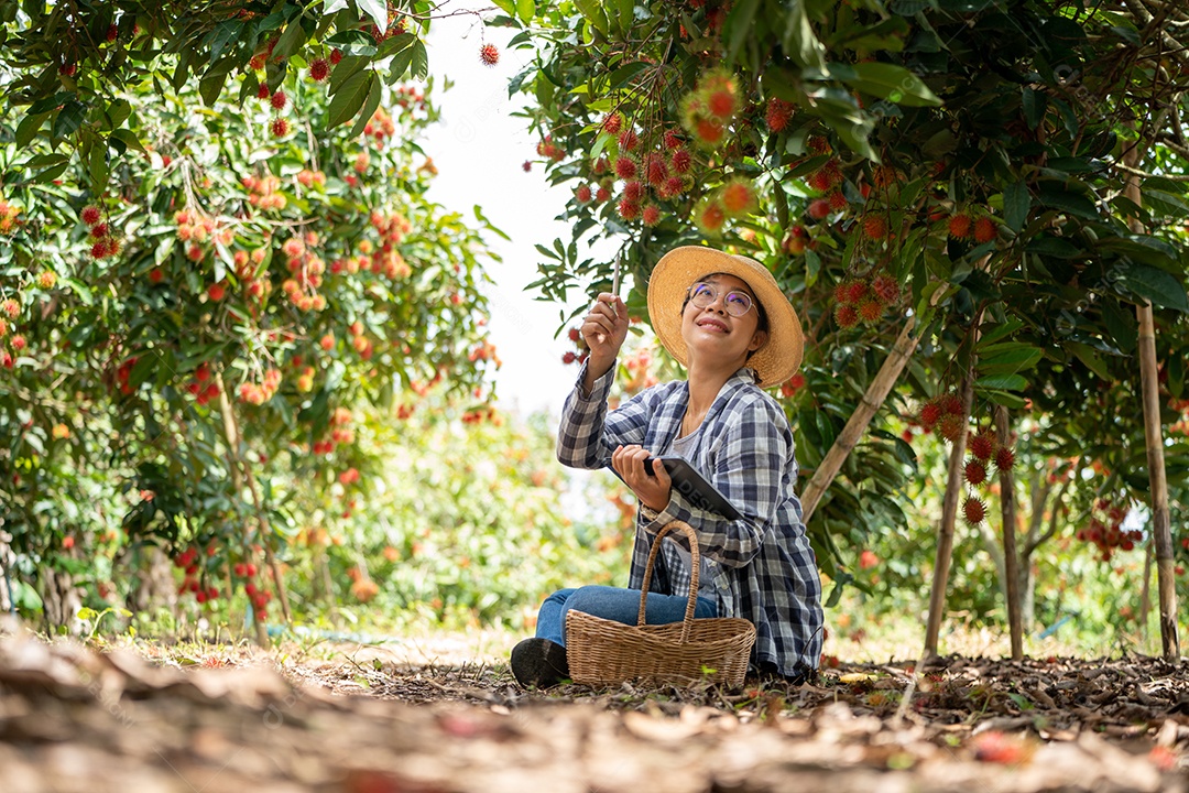 Asia Farmer Woman Fruit Farmer Farmer Checking Product Quality.