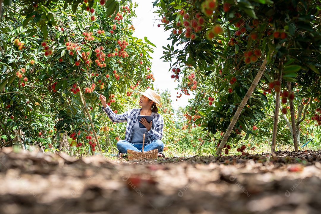 Agricultora cansada quando trabalha com Tablet para verificar