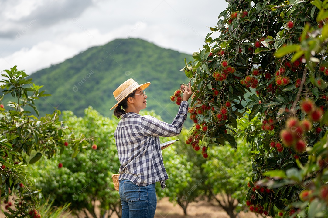 Agricultora cansada quando trabalha com Tablet para verificar.