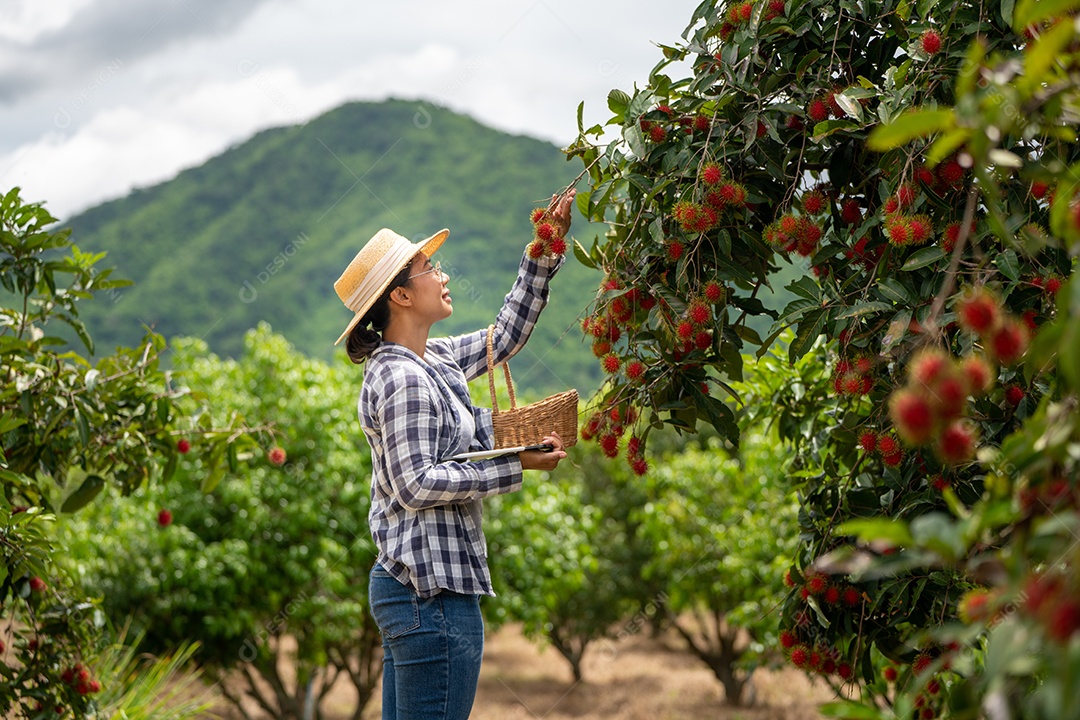 Agricultora cansada quando trabalha com Tablet para verificar.