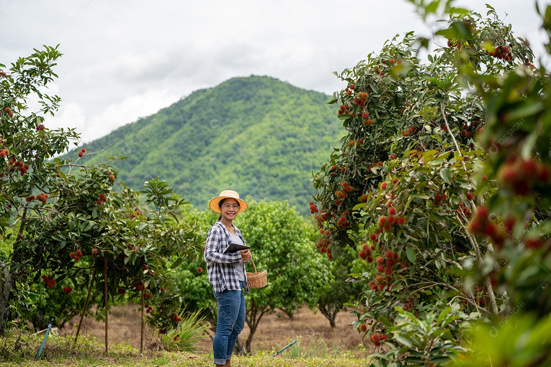 Colheita de frutas por Mulher inteligente agricultora na fazenda orgânica de frutas.