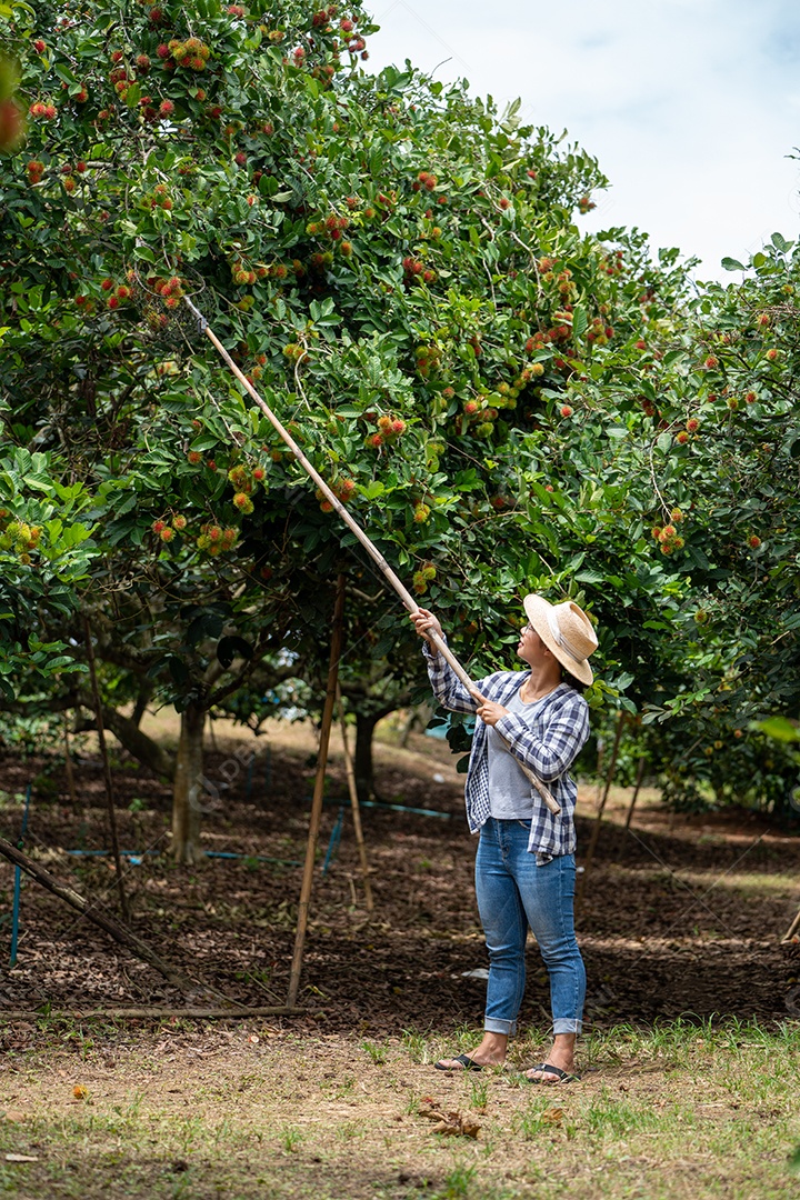 Colheita de frutas por Mulher inteligente agricultora na fazenda orgânica de frutas.