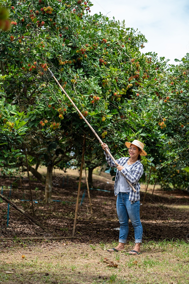 Colheita de frutas por Mulher inteligente agricultora na fazenda orgânica de frutas.