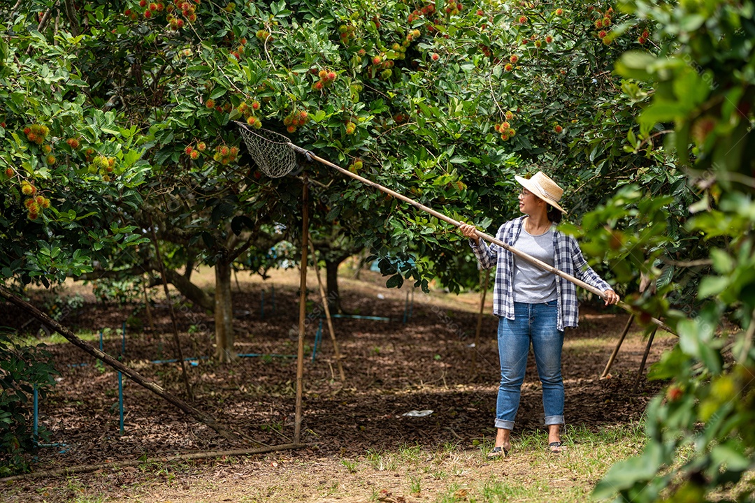 Colheita de frutas por Mulher inteligente agricultora na fazenda orgânica de frutas.