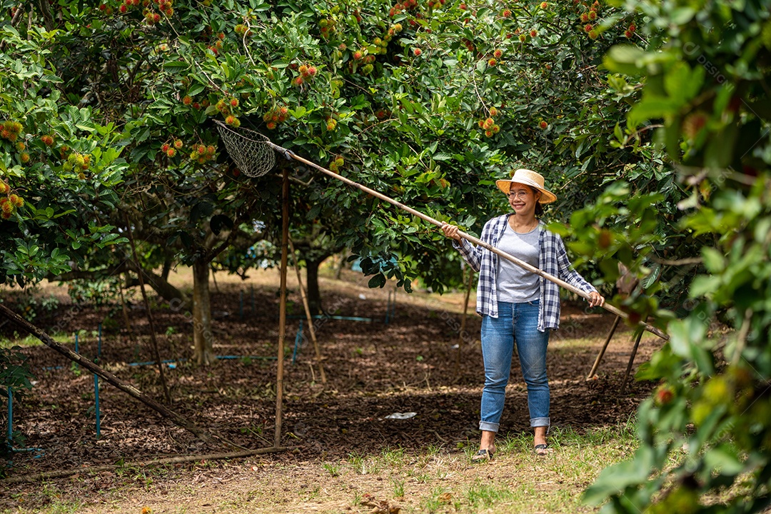 Colheita de frutas por Mulher inteligente agricultora na fazenda orgânica de frutas.