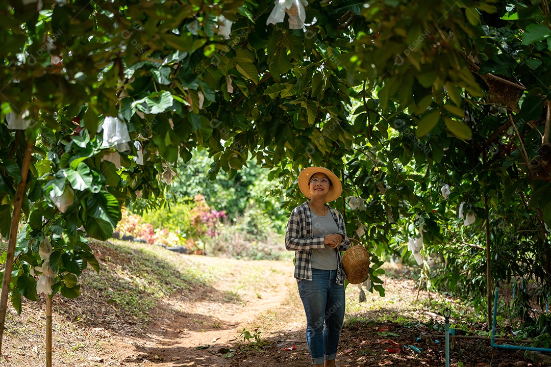 Colheita de frutas por Mulher inteligente agricultora na fazenda orgânica de frutas.