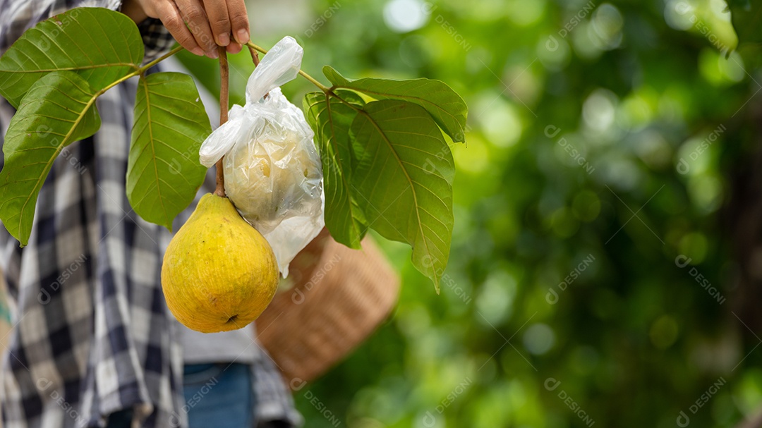 Plantas de jardim de frutas na fazenda de campo.