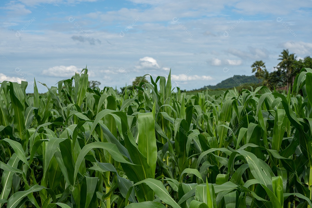 Plantas de jardim de milho na fazenda de campo de milho.