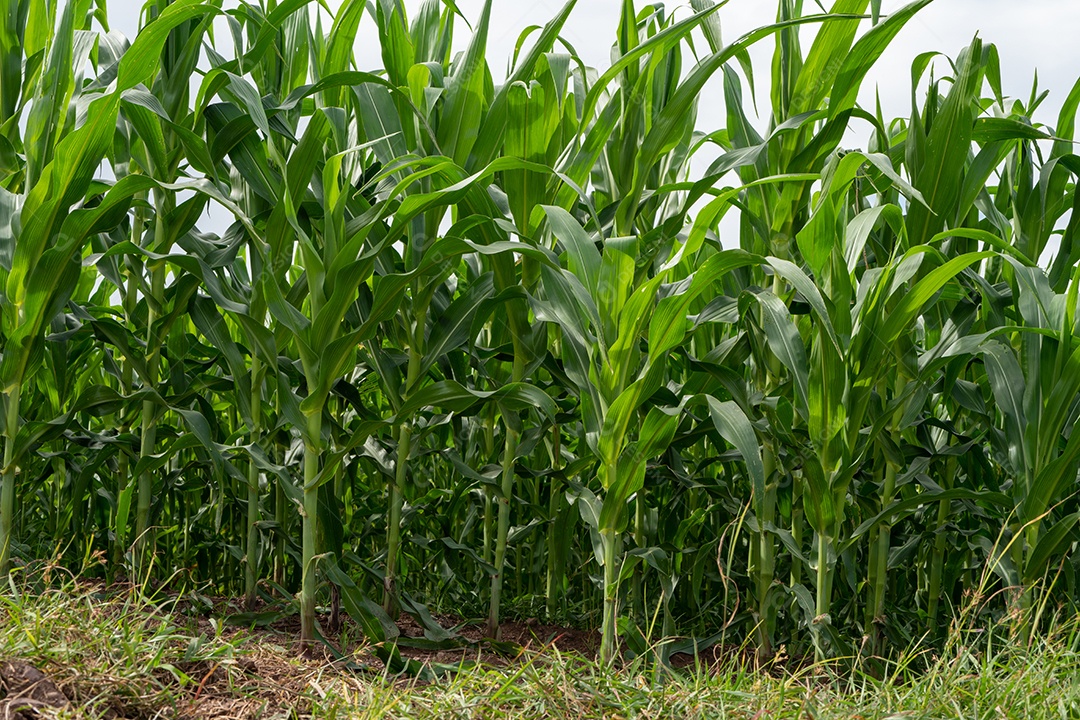 Plantas de jardim de milho na fazenda de campo de milho.