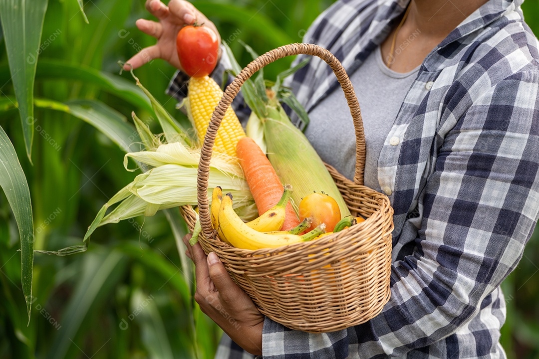 Linda jovem morena retrato mulher mão segurando legumes na cesta de bambu na planta de cultivo verde no fundo do por do sol.