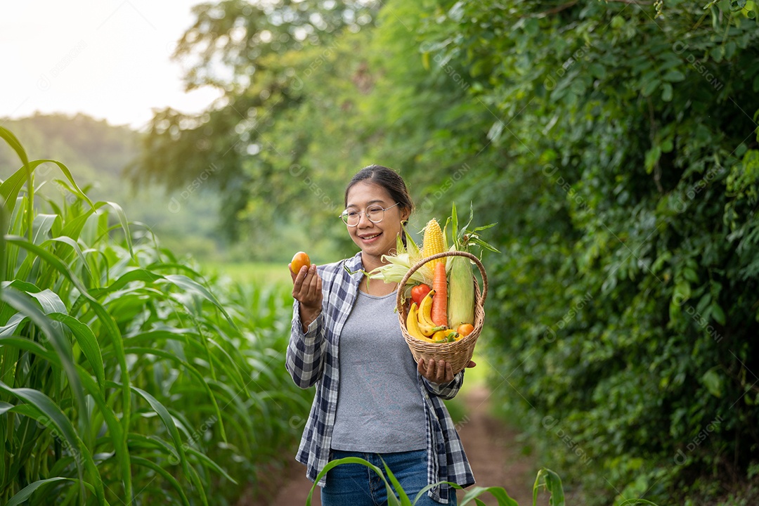 Linda jovem morena retrato mulher mão segurando legumes na cesta de bambu na planta de cultivo verde no fundo do por do sol.