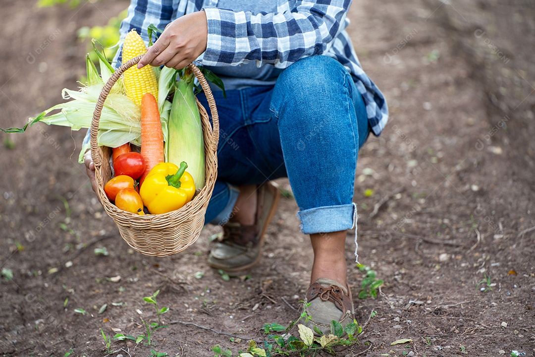 Linda jovem morena retrato mulher mão segurando legumes na cesta de bambu na planta de cultivo verde no fundo do por do sol.