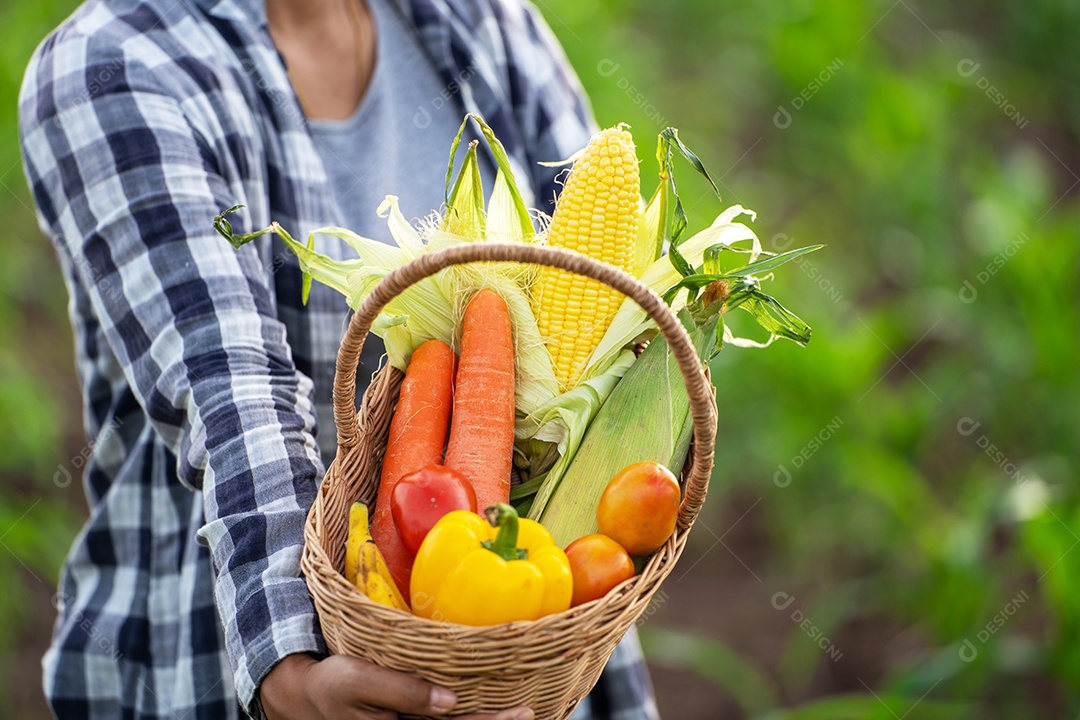 Linda jovem morena retrato mulher mão segurando legumes na cesta de bambu na planta de cultivo verde no fundo do por do sol.