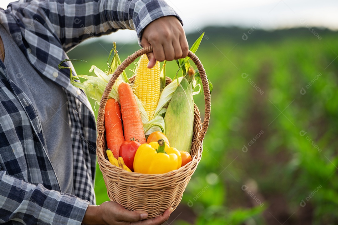 Linda jovem morena retrato mulher mão segurando legumes na cesta de bambu na planta de cultivo verde no fundo do por do sol.