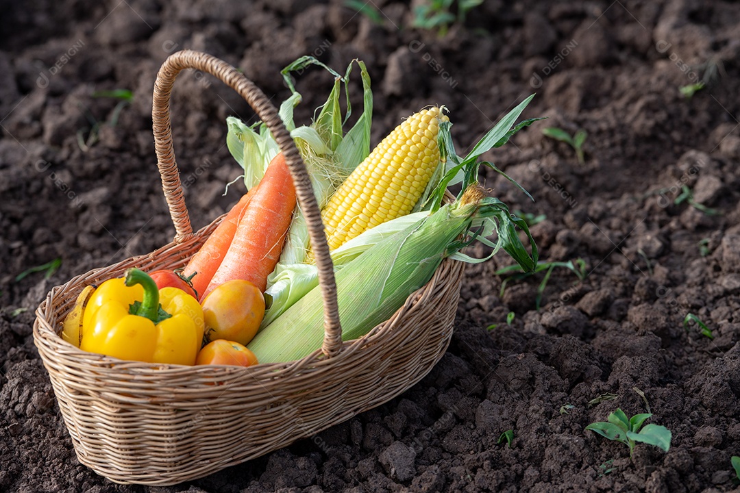 A pilha de vegetais na cesta de bambu no solo na fazenda.