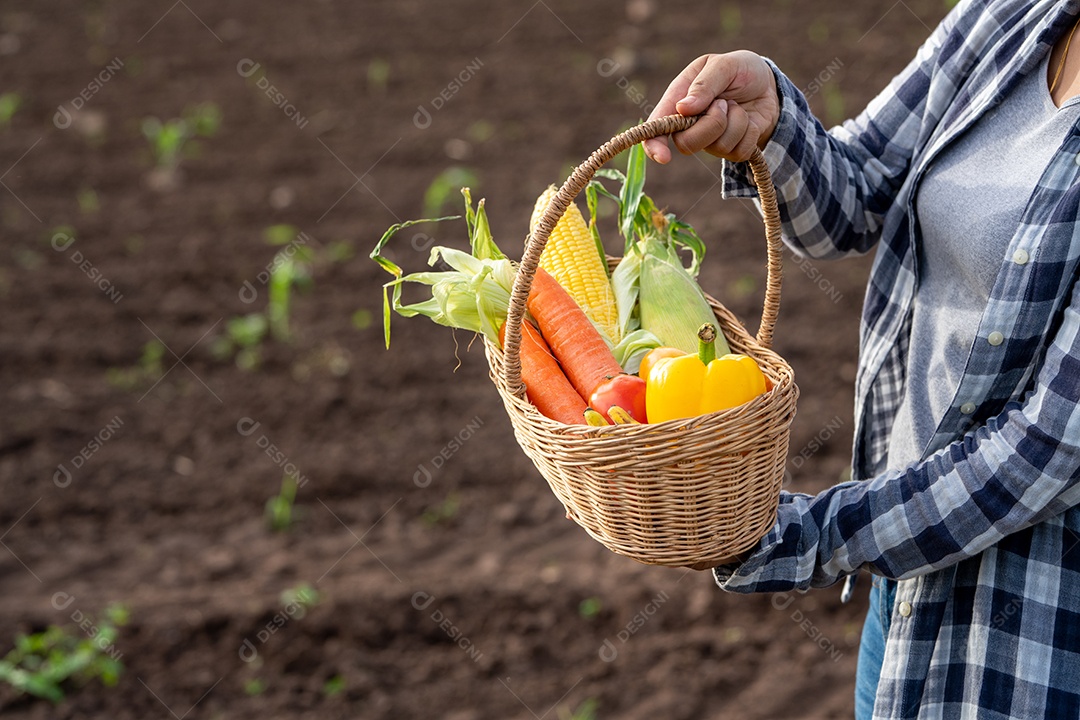 Linda jovem morena retrato mulher mão segurando legumes na cesta de bambu na planta de cultivo verde no fundo do por do sol.