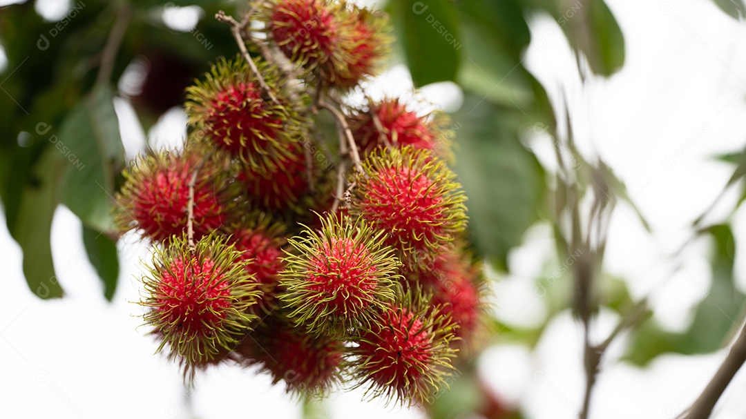A fruta vermelha bonita do fresco está na árvore.