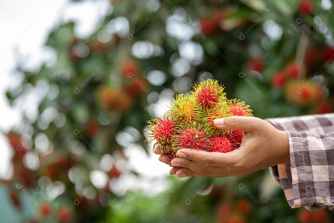 Agricultora asiática Farmer, agricultora segurando pilha de frutas.