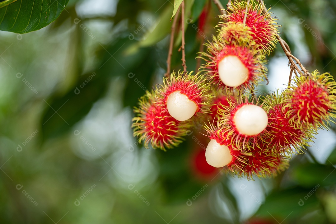 A fruta vermelha bonita fresca está na árvore do rambutan.